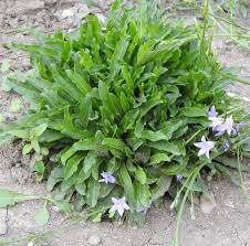 Image result for Campanula rapunculus