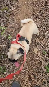 Image result for Polegate Rambling Club