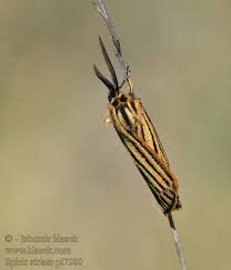 Attēlu rezultāti vaicājumam “Spiris striata”