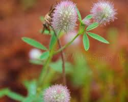 Attēlu rezultāti vaicājumam “Trifolium arvense”