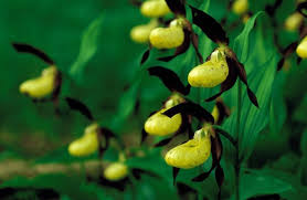Attēlu rezultāti vaicājumam “Cypripedium calceolus flower”