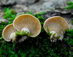 Attēlu rezultāti vaicājumam “Panellus stipticus”