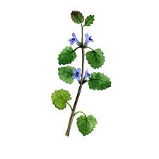 Image result for Glechoma hederacea