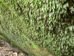 Attēlu rezultāti vaicājumam “Harpanthus scutatus”