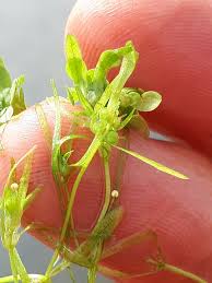 Attēlu rezultāti vaicājumam “Callitriche cophocarpa”