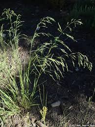 Attēlu rezultāti vaicājumam “Poa palustris leaf”