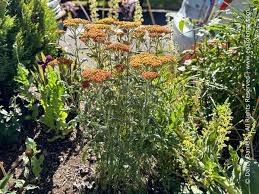 Attēlu rezultāti vaicājumam “Achillea millefolium flower”