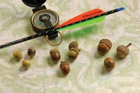 Image result for Acorn Archers