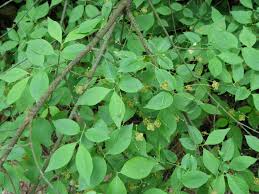 Attēlu rezultāti vaicājumam “Euonymus verrucosus”