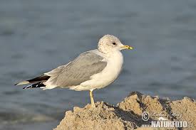 Attēlu rezultāti vaicājumam “Larus canus adult”