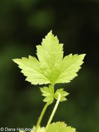 Image result for Geum urbanum