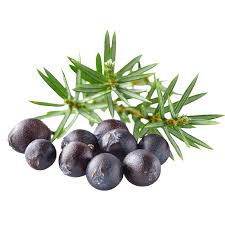 Attēlu rezultāti vaicājumam “Juniperus communis fruit”