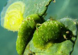 Attēlu rezultāti vaicājumam “Licea pusilla macro”