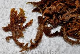 Attēlu rezultāti vaicājumam “Scorpidium scorpioides”