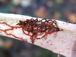 Attēlu rezultāti vaicājumam “Willkommlangea reticulata”