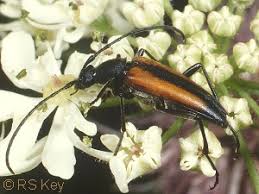 Attēlu rezultāti vaicājumam “Stenurella melanura”