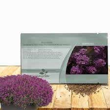 Attēlu rezultāti vaicājumam “Anthyllis maritima leaf”