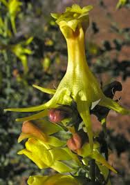 Attēlu rezultāti vaicājumam “Linaria loeselii”