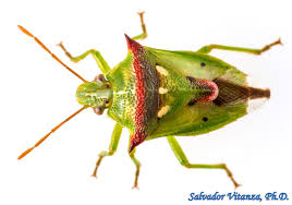 Attēlu rezultāti vaicājumam “Pentatomidae”