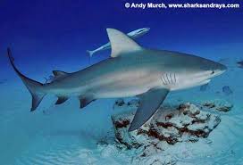 Image result for Carcharhinus leucas