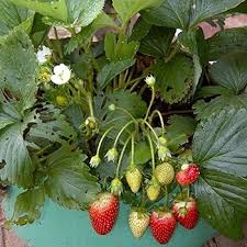 Attēlu rezultāti vaicājumam “Fragaria moschata”