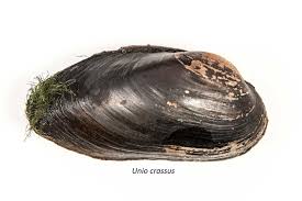 Attēlu rezultāti vaicājumam “Unio crassus”