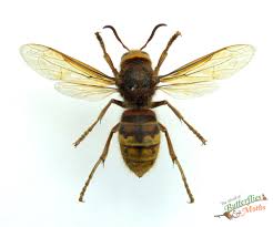 Attēlu rezultāti vaicājumam “Vespa crabro”