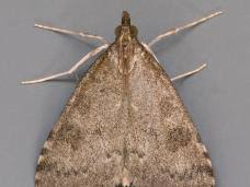 Attēlu rezultāti vaicājumam “Udea prunalis”