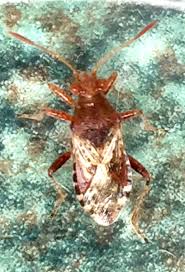 Attēlu rezultāti vaicājumam “Rhopalus maculatus imago”