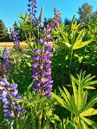 Attēlu rezultāti vaicājumam “Lupinus polyphyllus”