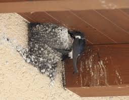 Attēlu rezultāti vaicājumam “Delichon urbicum nest”