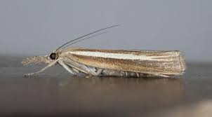 Attēlu rezultāti vaicājumam “Agriphila tristella”