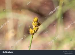 Attēlu rezultāti vaicājumam “Carex leporina”