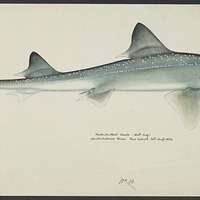 Image result for Mustelus antarcticus