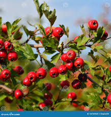 Attēlu rezultāti vaicājumam “Crataegus monogyna fruit”