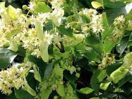 Attēlu rezultāti vaicājumam “Tilia cordata flower”
