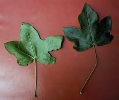 Attēlu rezultāti vaicājumam “Acer campestre leaf”