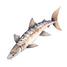 Image result for Acipenser fulvescens