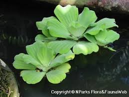 Attēlu rezultāti vaicājumam “Pistia stratiotes”