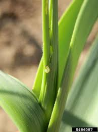 Attēlu rezultāti vaicājumam “Acrolepiopsis assectella”