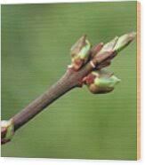 Attēlu rezultāti vaicājumam “Euonymus europaeus bud”
