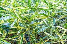 Attēlu rezultāti vaicājumam “Phalaroides arundinacea leaf”