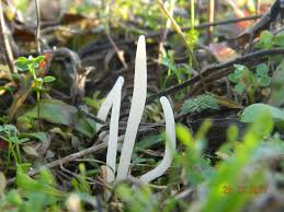 Attēlu rezultāti vaicājumam “Mucronella subtilis”