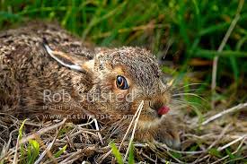 Attēlu rezultāti vaicājumam “Lepus europaeus”