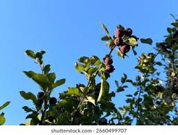 Attēlu rezultāti vaicājumam “Malus prunifolia fruit”