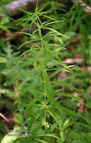 Attēlu rezultāti vaicājumam “Polygonatum verticillatum”