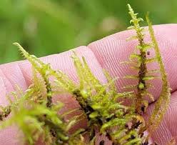 Attēlu rezultāti vaicājumam “Cratoneuron filicinum”