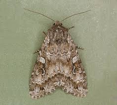 Attēlu rezultāti vaicājumam “Eurois occulta”