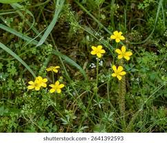 Attēlu rezultāti vaicājumam “Ranunculus repens flower”