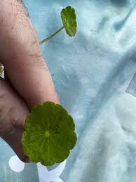 Attēlu rezultāti vaicājumam “Hydrocotyle vulgaris fruit”